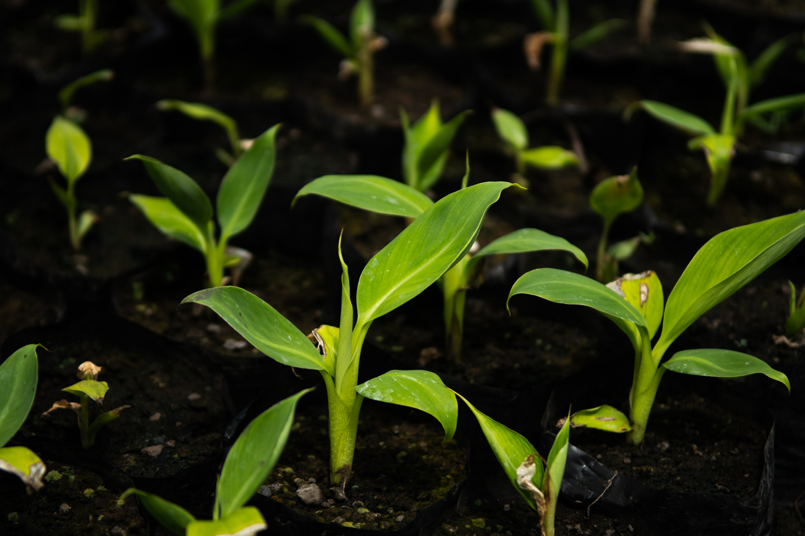 Comoros Website 2020-14