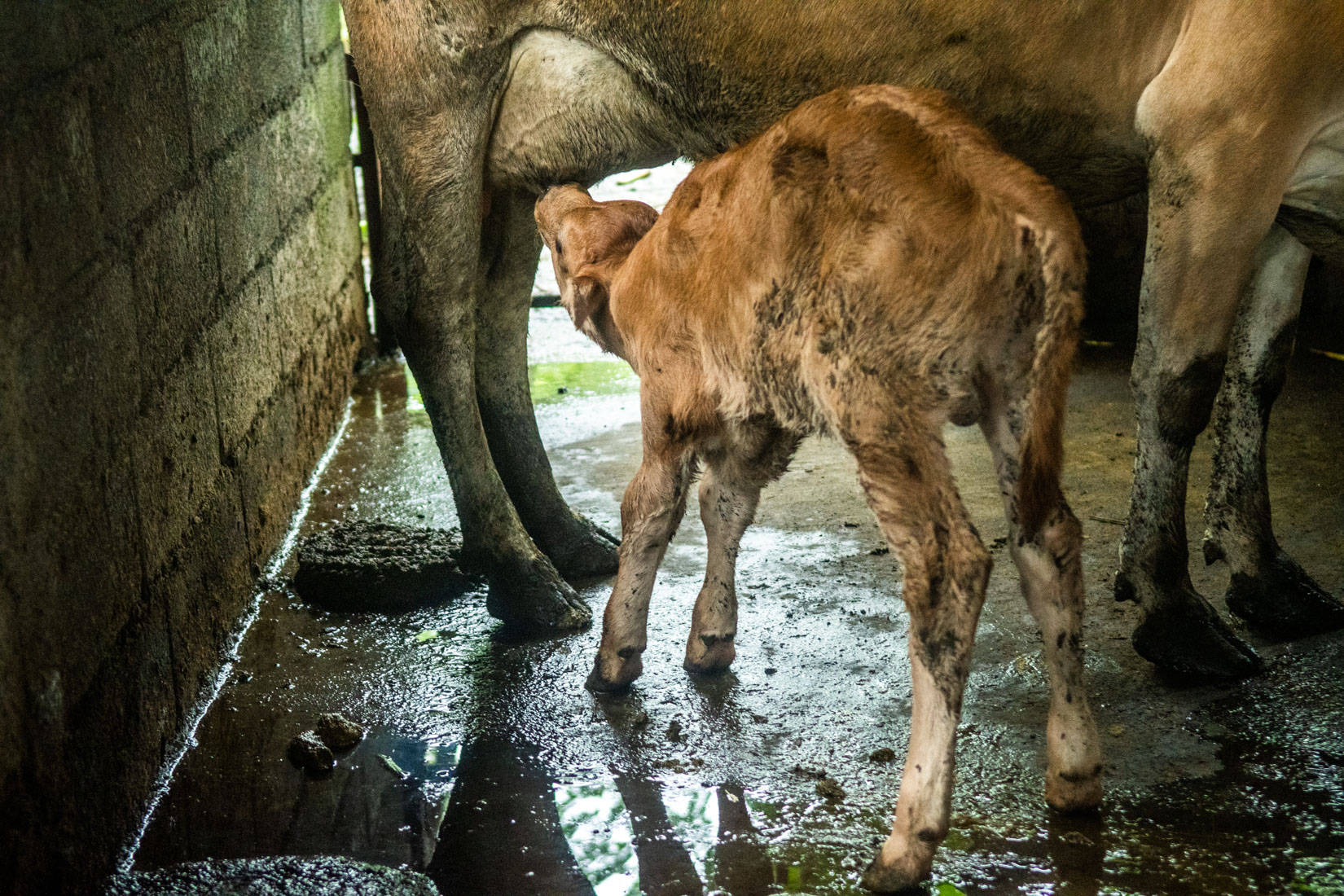 Comoros Website 2020-17