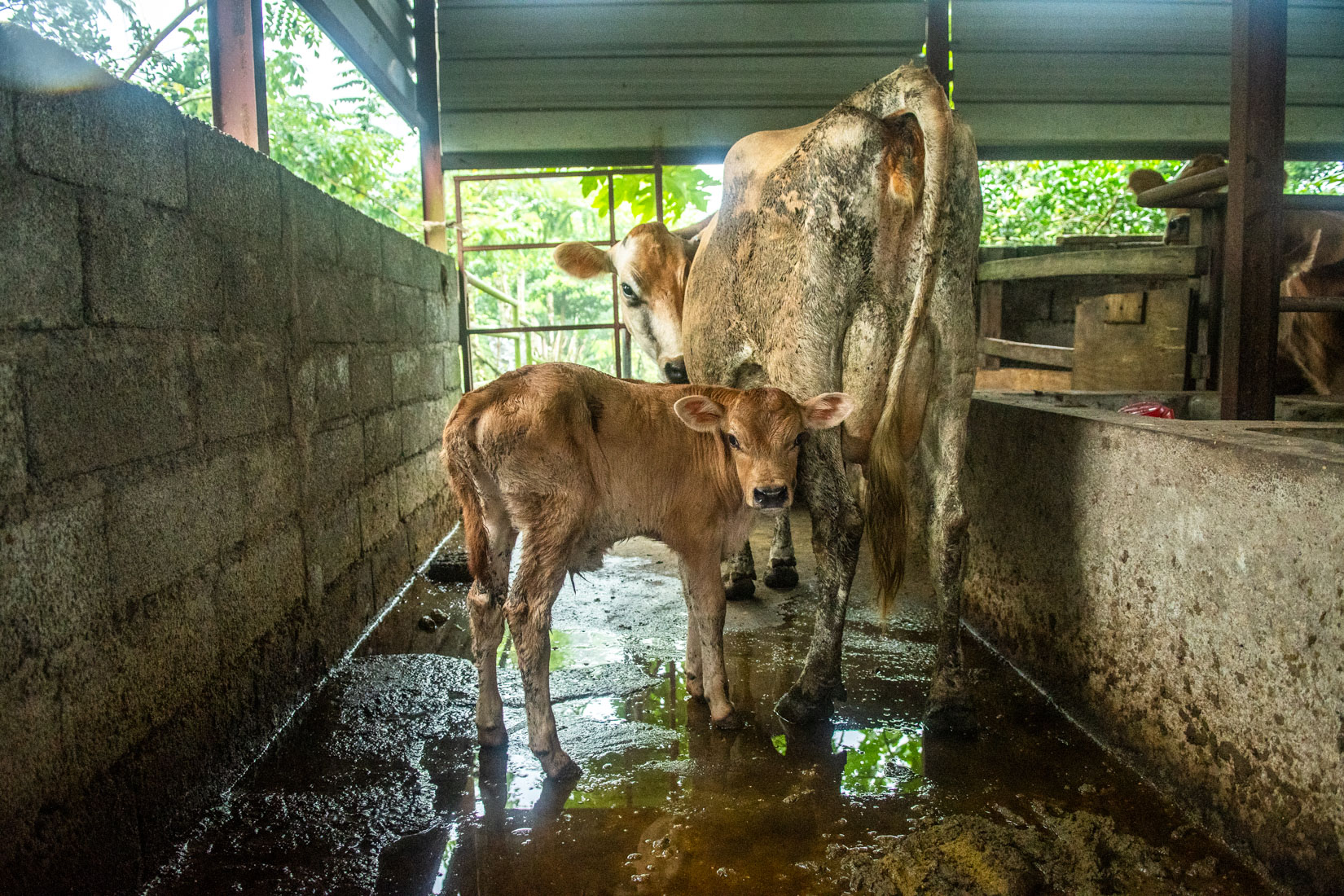 Comoros Website 2020-2