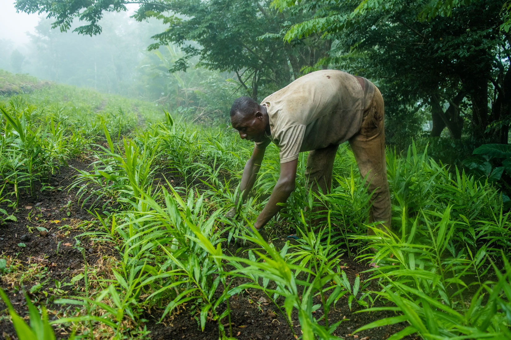 Comoros Website 2020-4