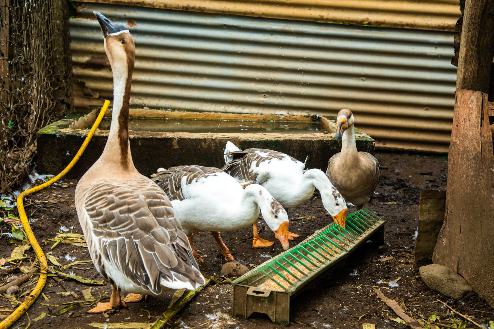 Comoros Website 2020-8