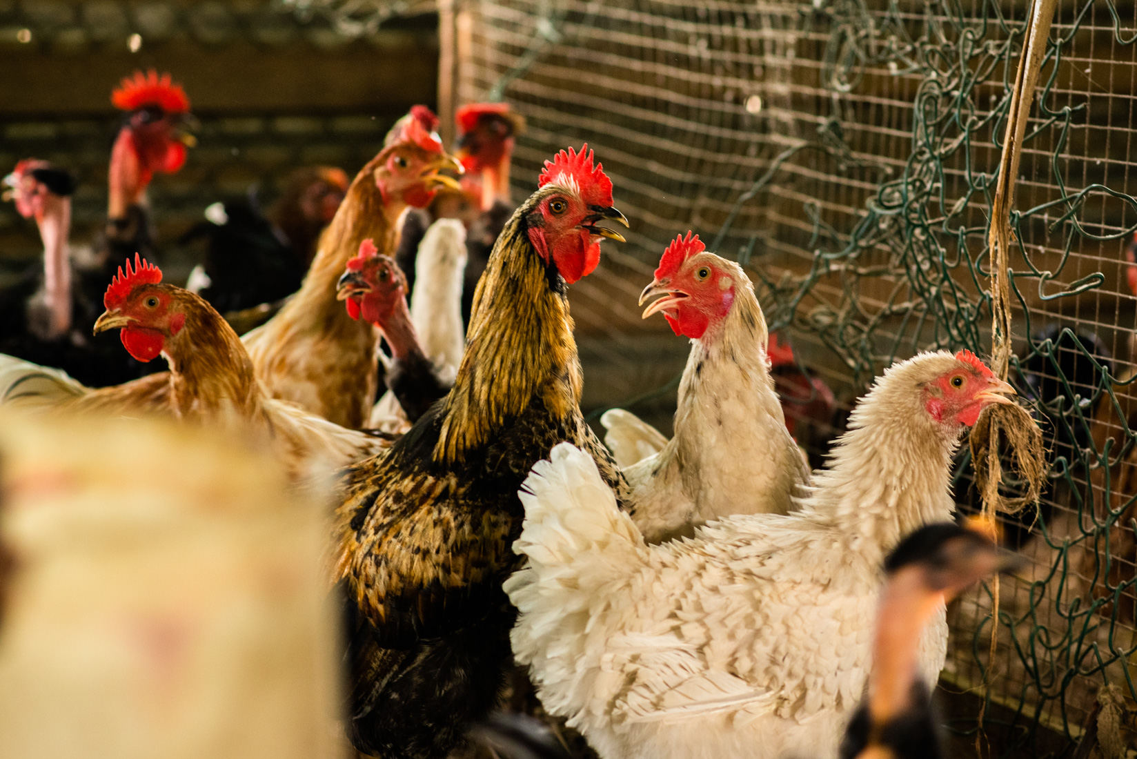 Comoros Website 2020-9