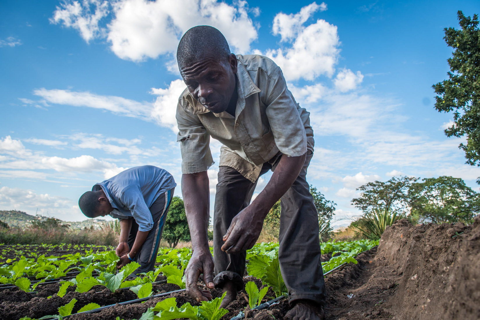 Malawi Website 2020-2