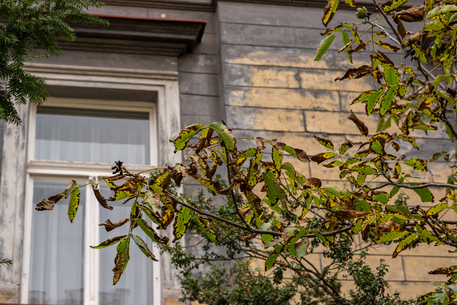 GBELL_Tutorial 1to1 Mod IV-31