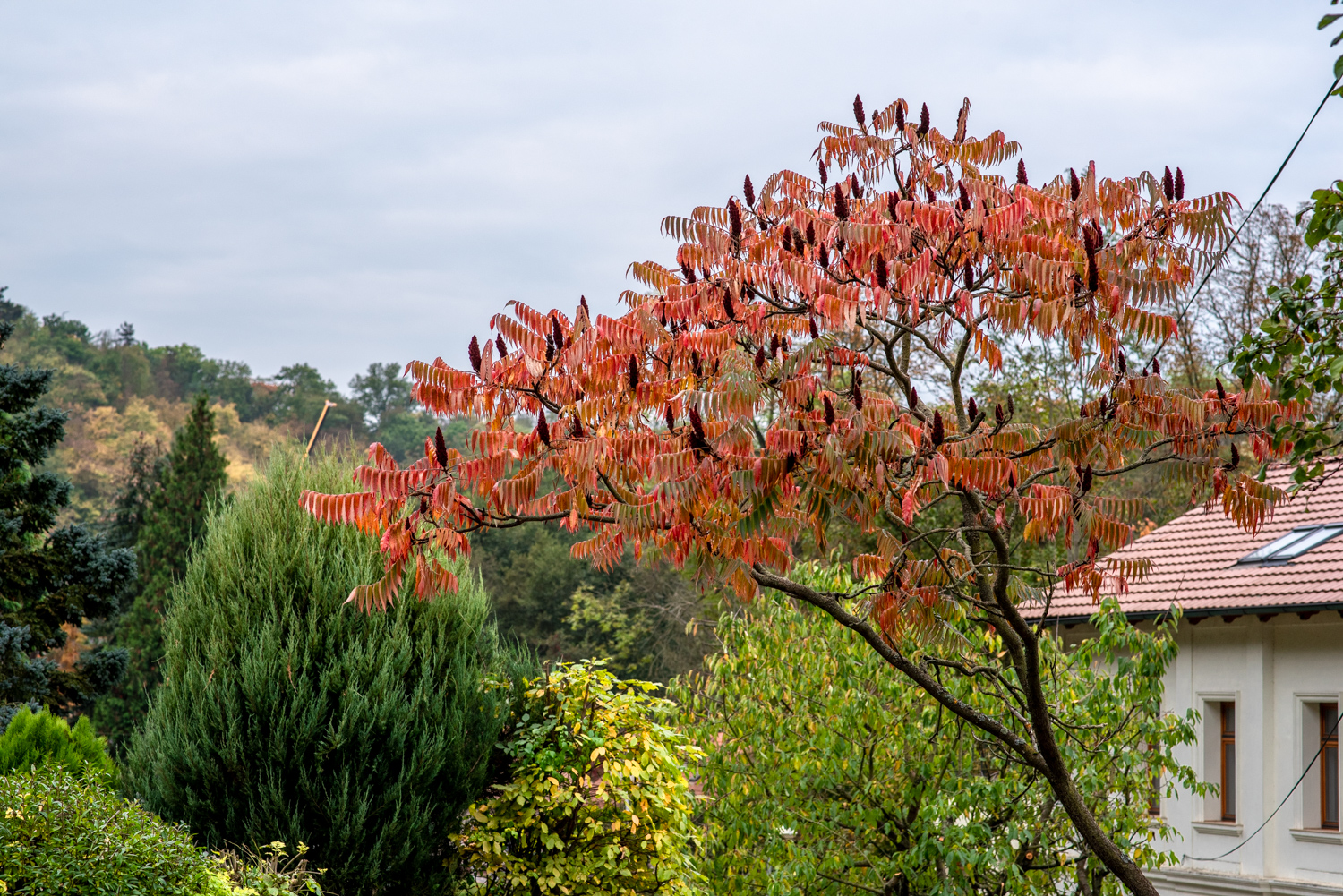 GBELL_Tutorial 1to1 Mod IV-50