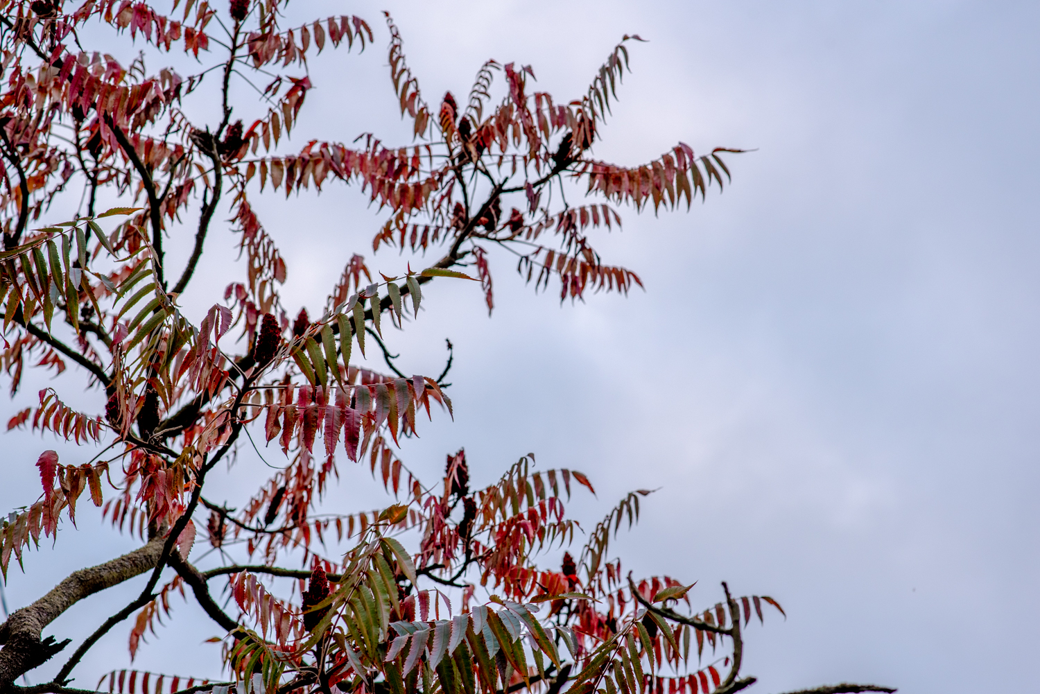 GBELL_Tutorial 1to1 Mod IV-61