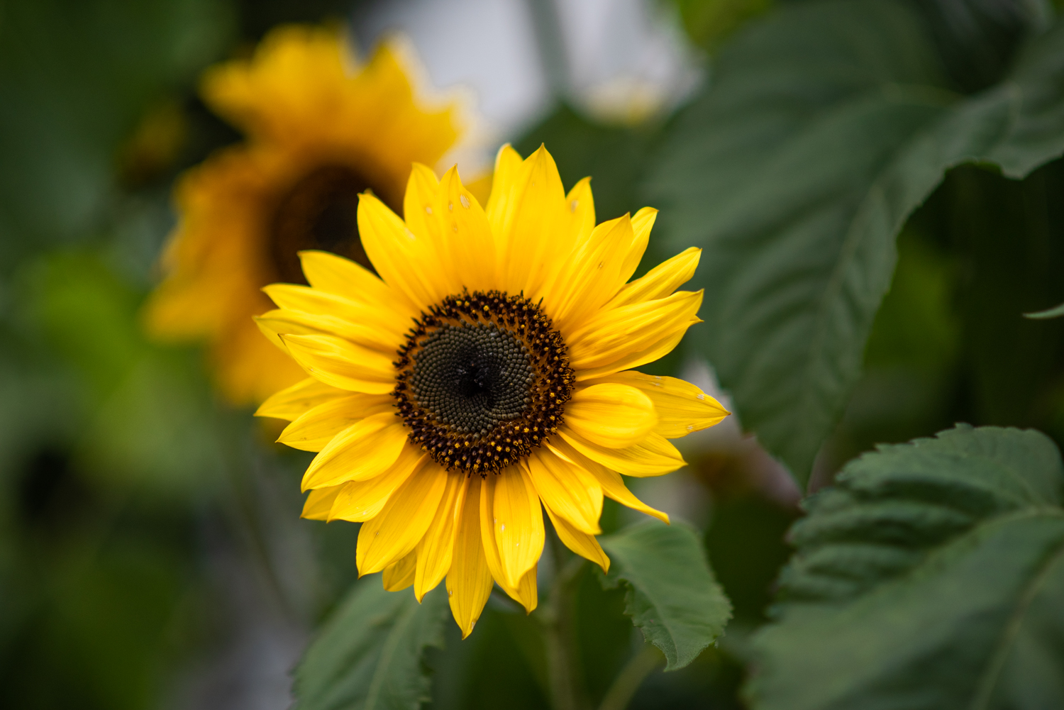 GBELL_Tutorial 1to1 Mod IV-62