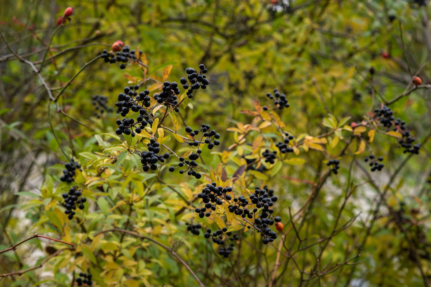 GBELL_Tutorial 1to1 Mod IV-63